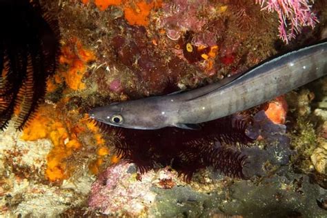 snake fish eel|18 Different Types of Eels (Not All are Shocking).